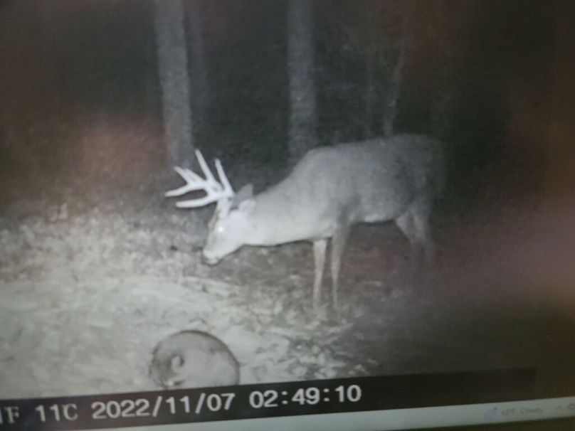 trailcam5