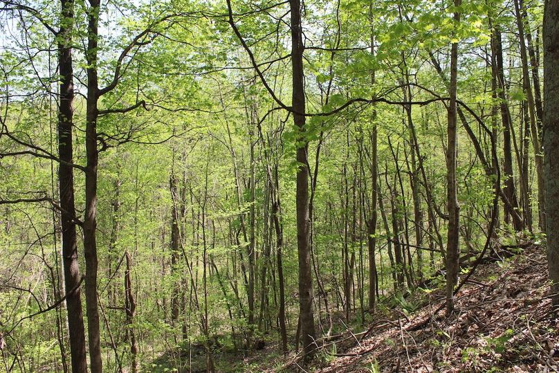 015 east facing upper slope with giant wild grapevines