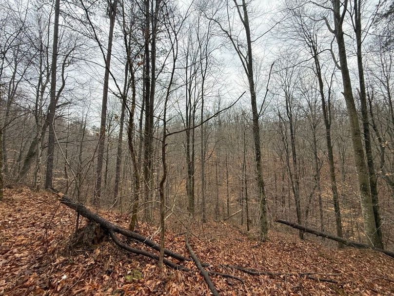 018 forested area west facing slope in the middle of the property