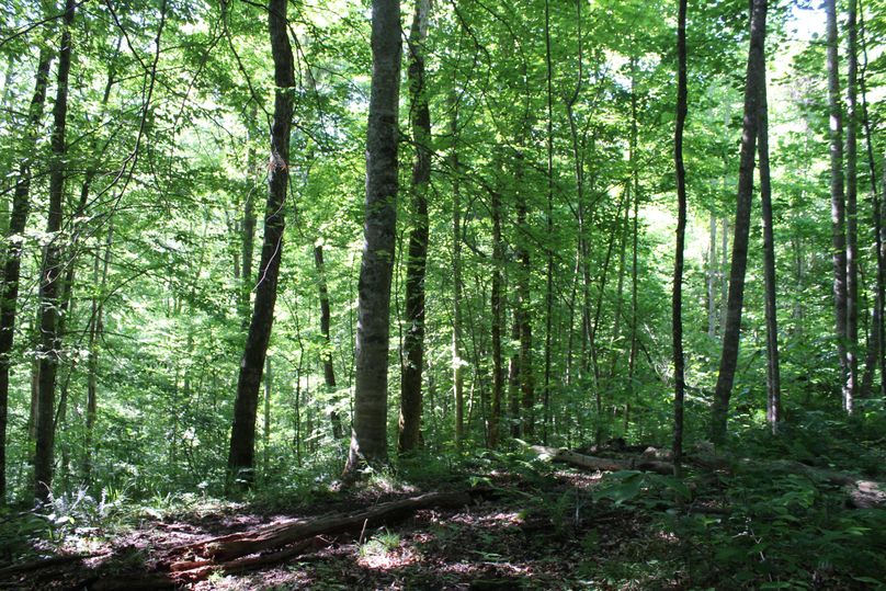 030 upper bench just below the ridge line on the south ridge