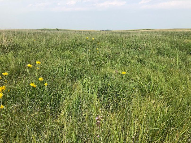17. Sedges and Wildflowers