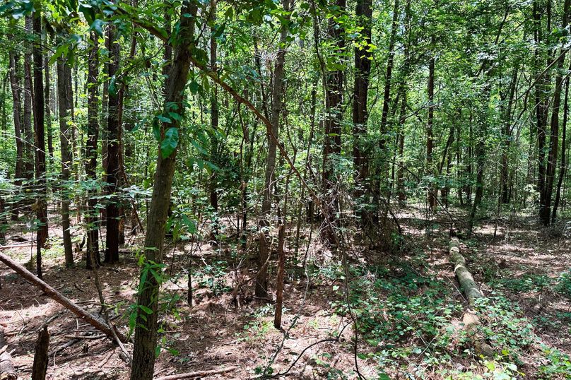 Woods 13
