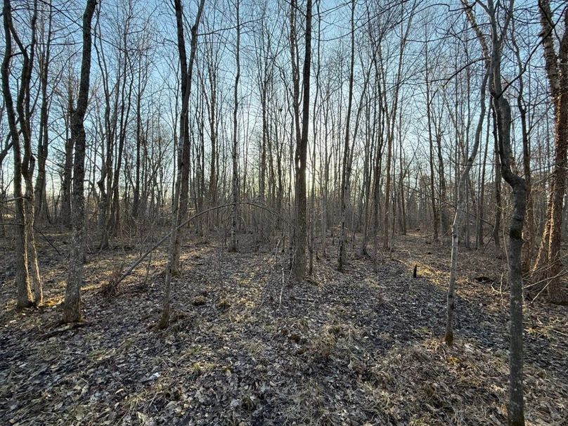 013 open forest area in the middle part of the property