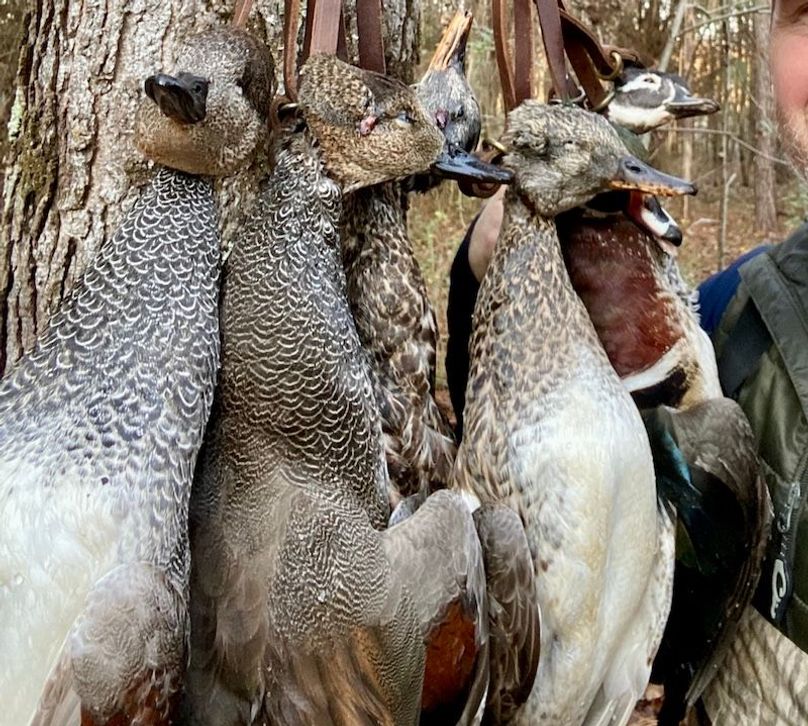 Opening morning limit