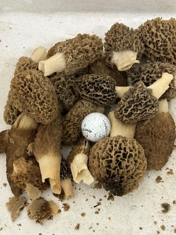 c555ee95-f08d-4525-b179-7d4967942f6f