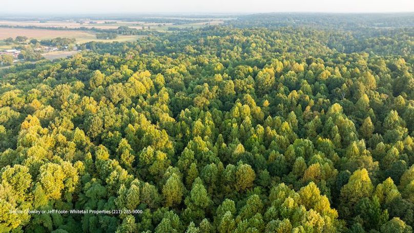 Tallahatchie 847 Messina-17