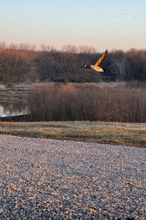 Copy of 18.5 Platte MO 225 Tract 1