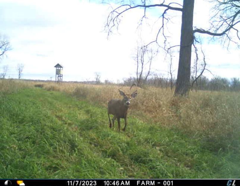 Trail Cam 3