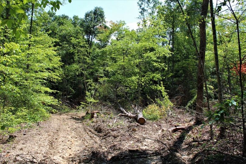 007 small area approx 2 acres where selective timber harvest recently took place