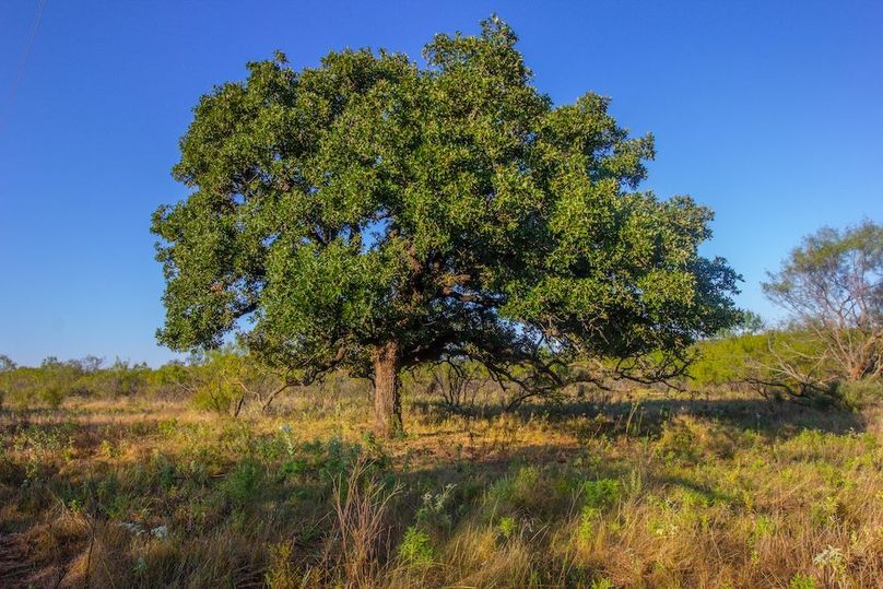 14. Mature Oaks