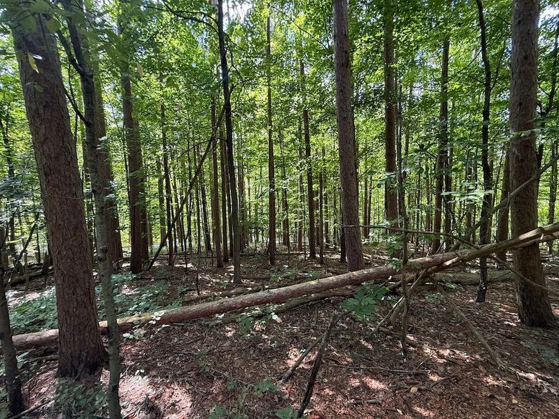 Ontario_2.7_Proseus Photo 18