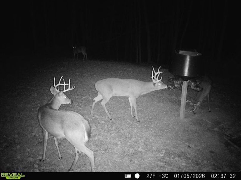 deer pic 16-2