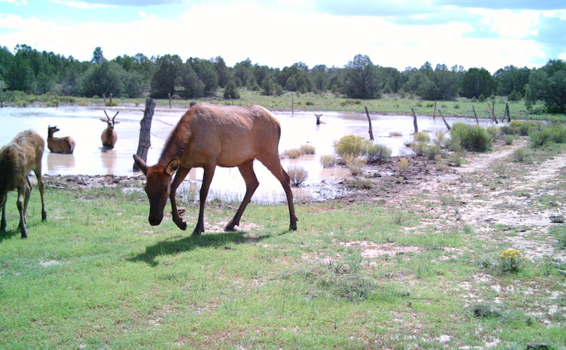 cows at water apologies