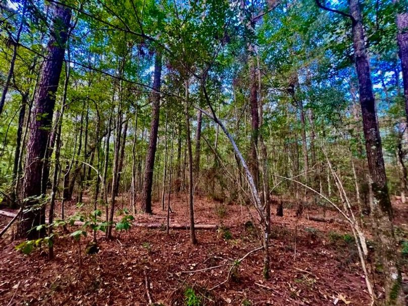 3179998F-2348-4CEB-9C18-06FE018DD8E7_1_105_c