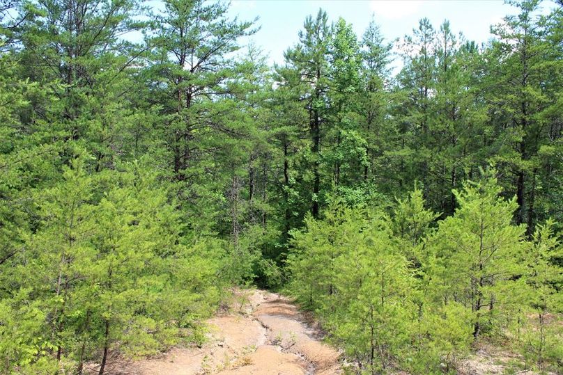 009 open young pine forest area regenerating