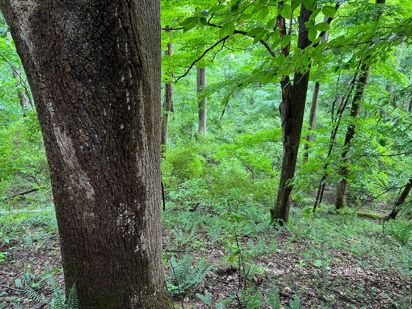 Wirt, WV 150.75 AC Tinnell-04