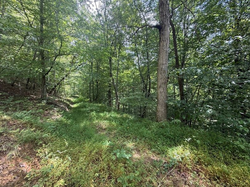 007 old logging road leading back into the valley