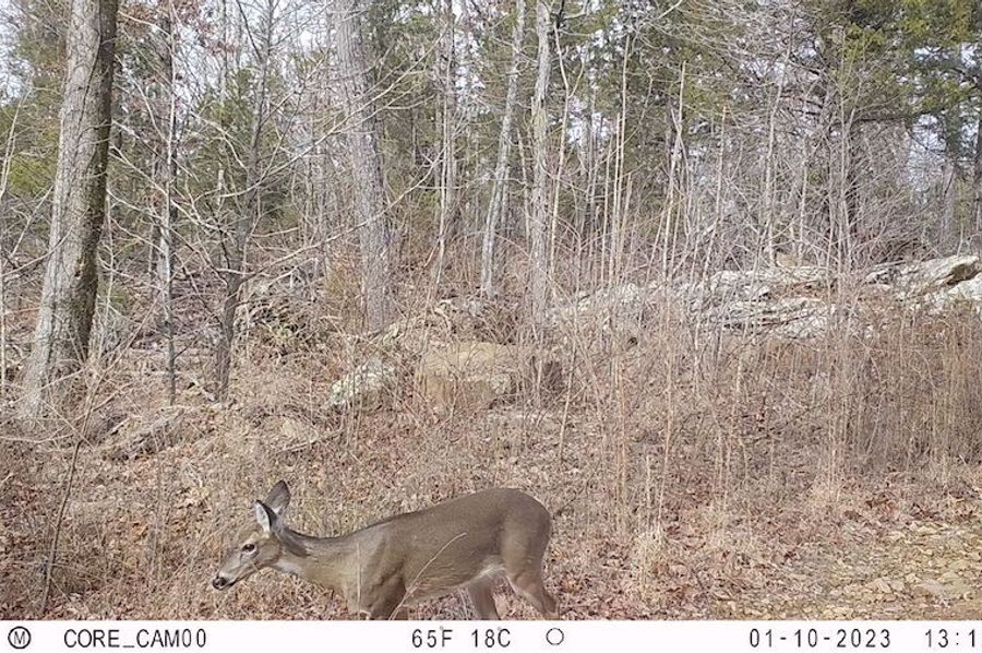 deer