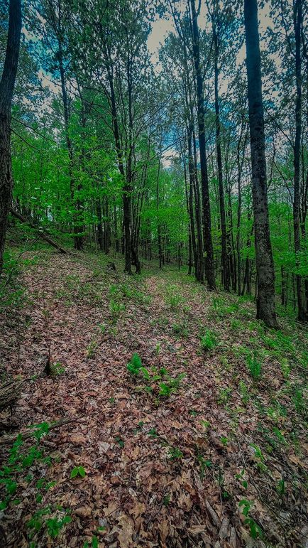 Doddridge, WV 64.69 AC Davis-17