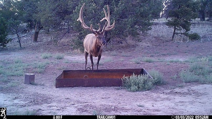 37 elk