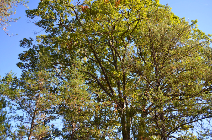 Screenshot 2025-11-14 at 11.22.34 AM