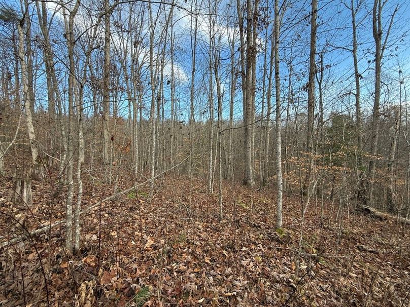 033 nice mix of older to young hardwoods near the middle area of the property