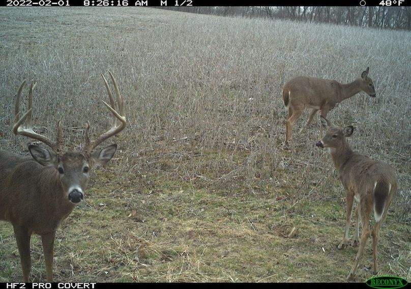 Copy of deer photos.119