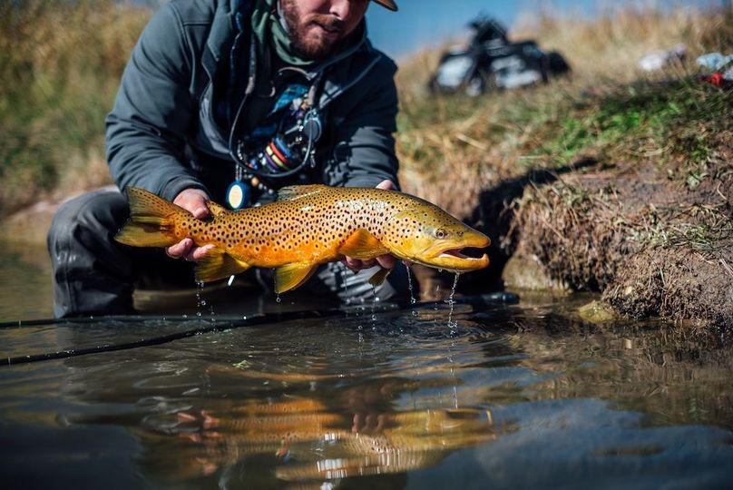 034 - Dream Stream Brown Trout