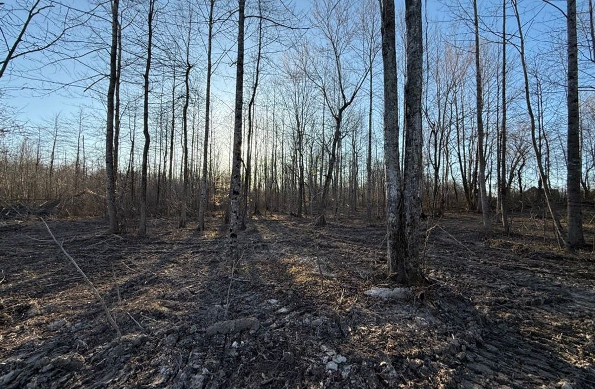 004 the open cleared forest area near the front of the property