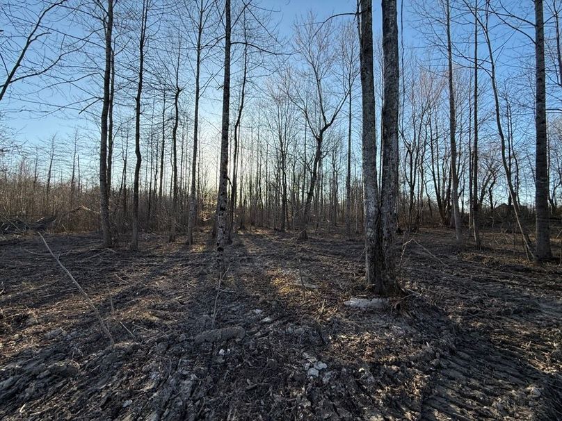 004 the open cleared forest area near the front of the property