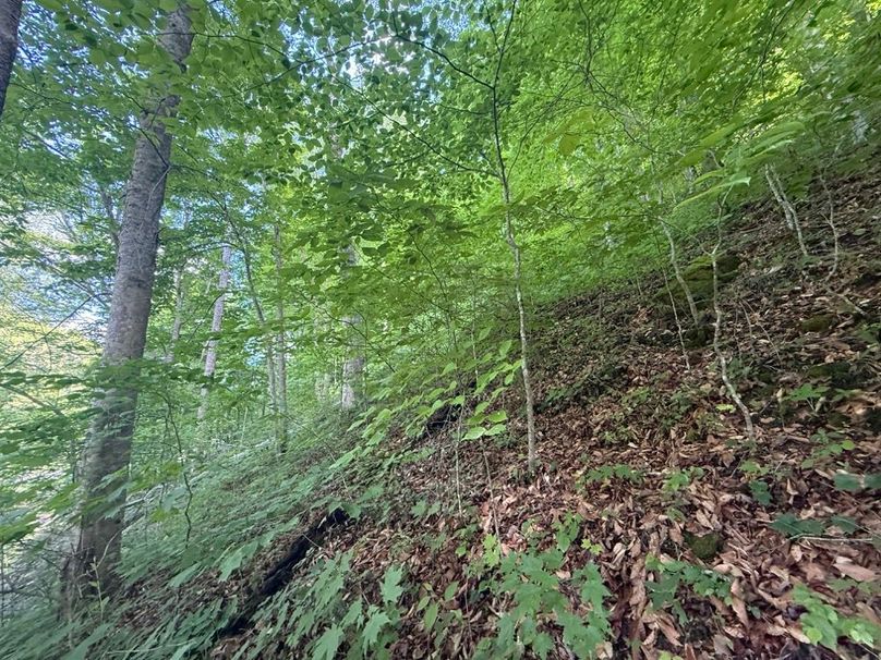 007 north facing slope in the north area of the property