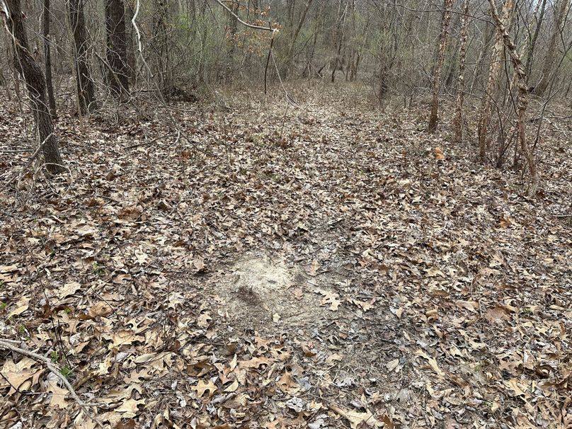 old scrape on path leading into food plot area