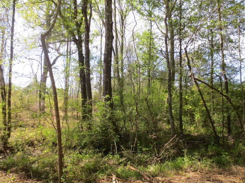 40C93031-EA2C-4AE9-A606-FF79888C017E_1_105_c