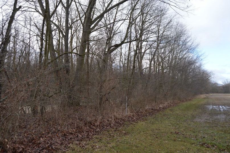 tree row north of creek