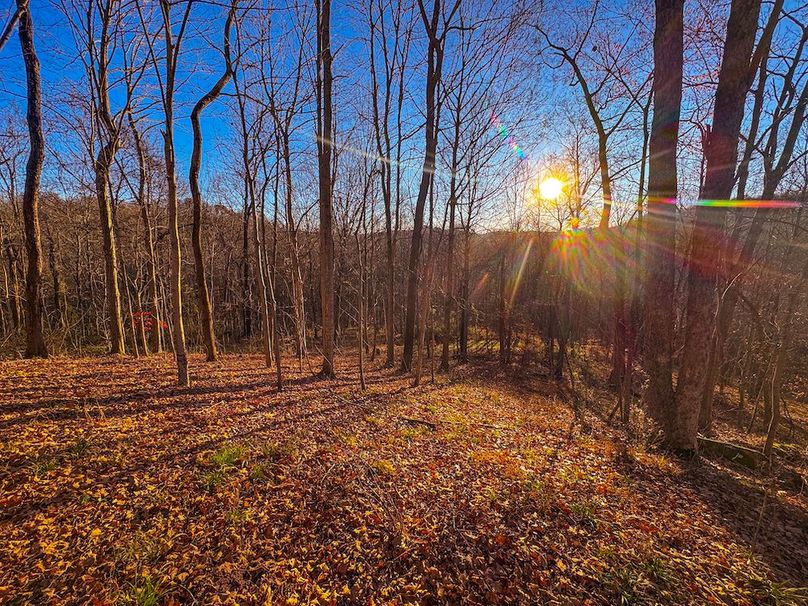 Pleasants_Wood 169.97 AC Cokeley-11