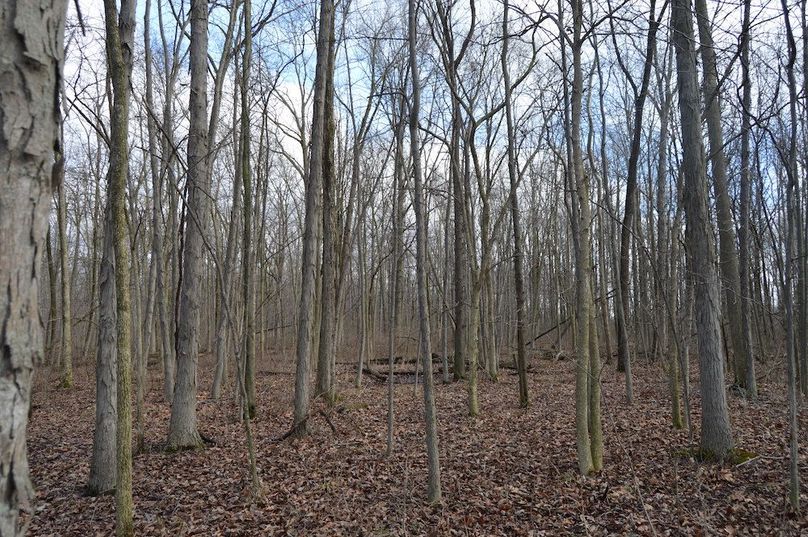 view of woods in nw corner