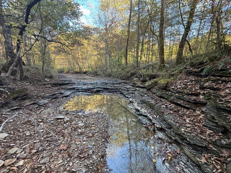 001 view of the creek flowing through the property near the east boundary