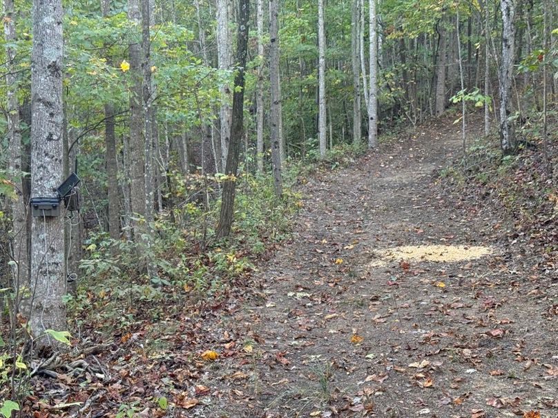 016 game camera and corn along one of the newly opened trails