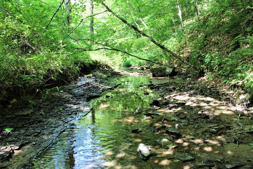 021 more of this beautiful shaded stream