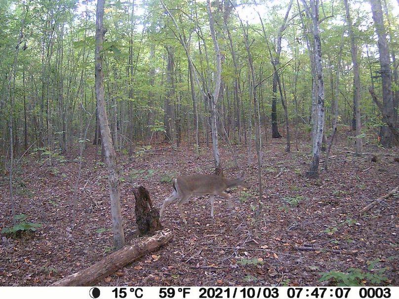 Doe in fron of double stand on trail Turkey