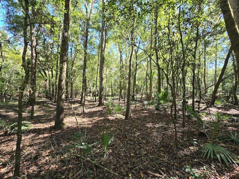 7.8ac, Citrus, Andrew Goering23