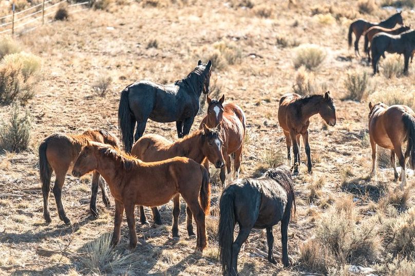 012 - Wild Horse Herd