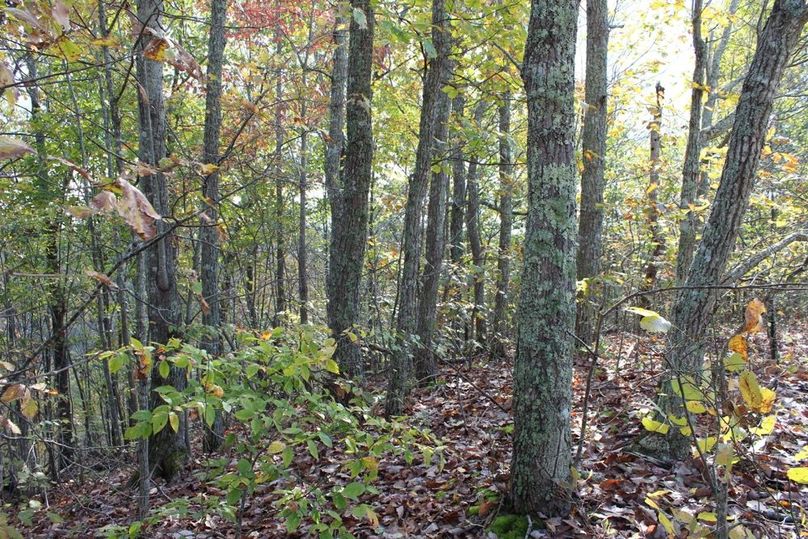 006 stand of chesnut oaks along ridgetop