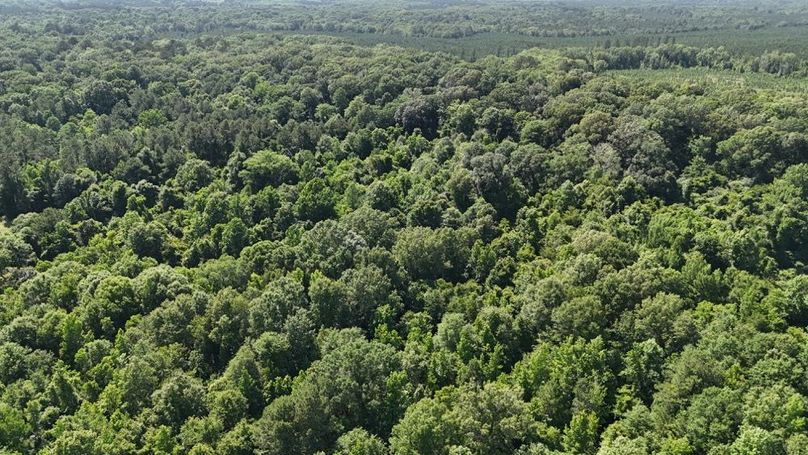 dji_fly_20250526_044116_0010_1748267935576_photo