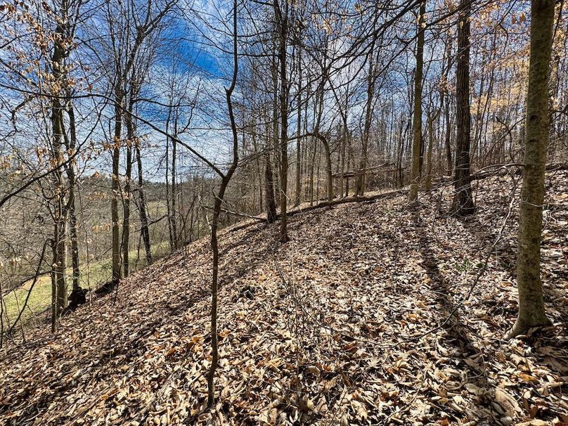 003 nice timber mix throughout the property