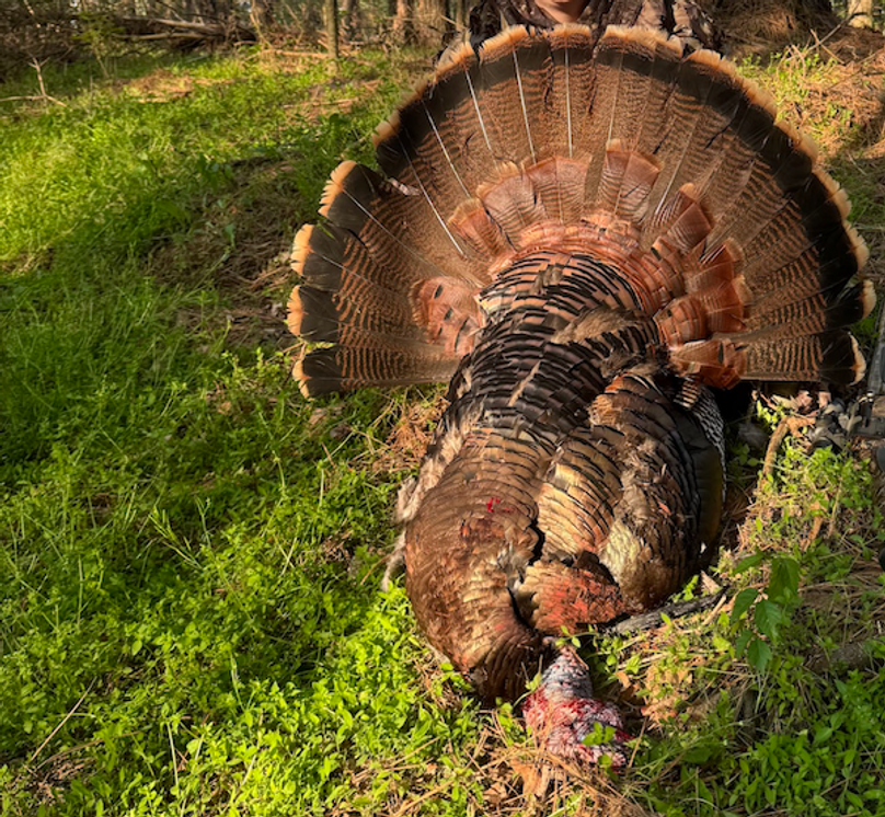 Screenshot 2026-03-02 at 9.56.36 AM