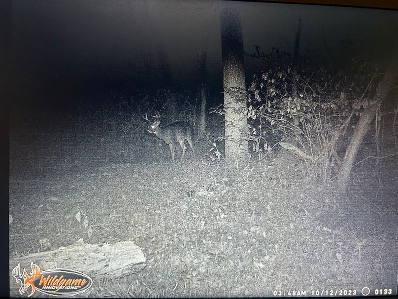 Deer pic 1