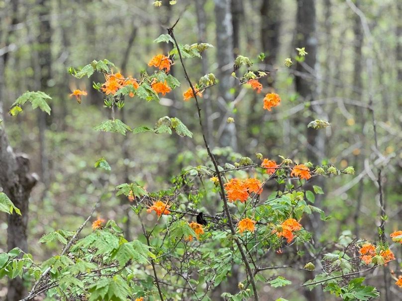 013 Gorgeous Flame Azalea Hosting a Black Butterfly
