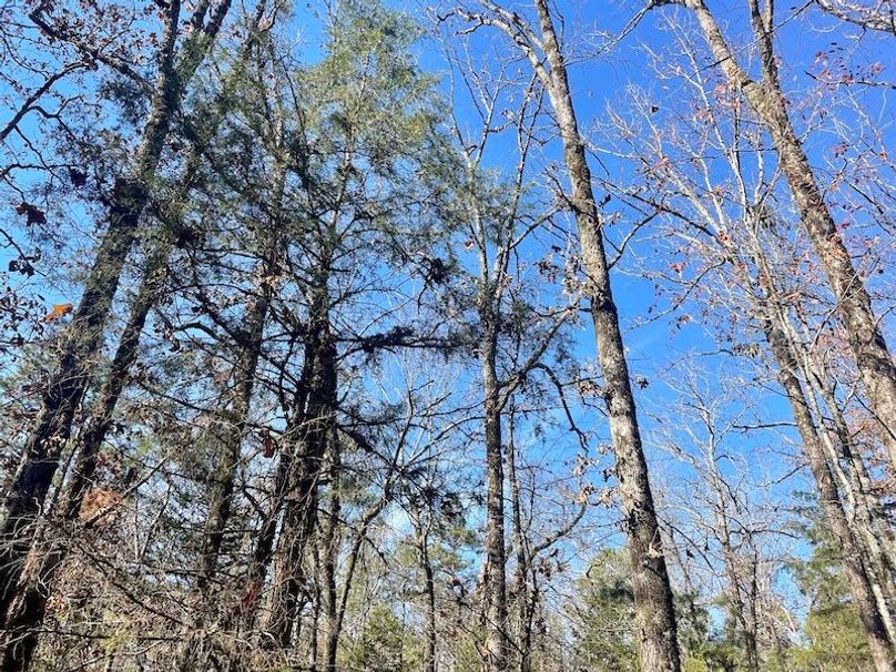 Beautiful HWY Frontage Near Nimrod Lake Whitetail Properties