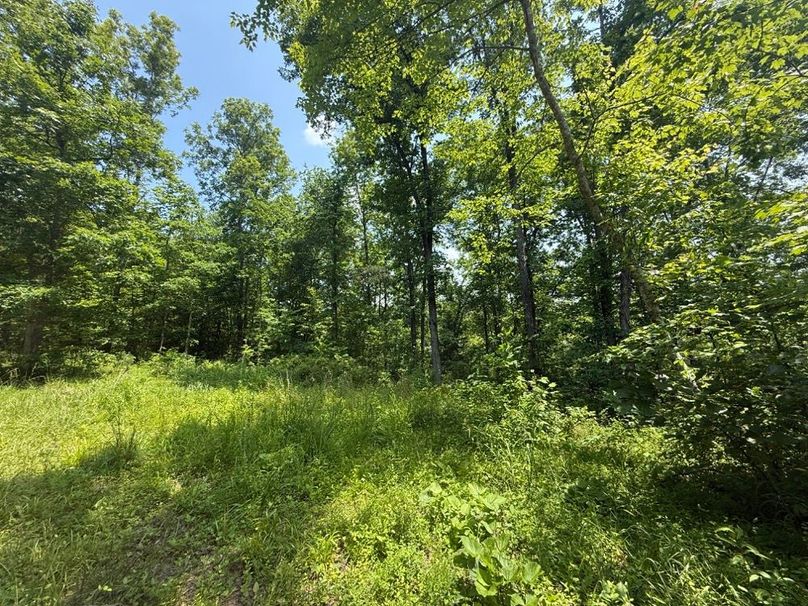 013 forested area in the west part of the property-2